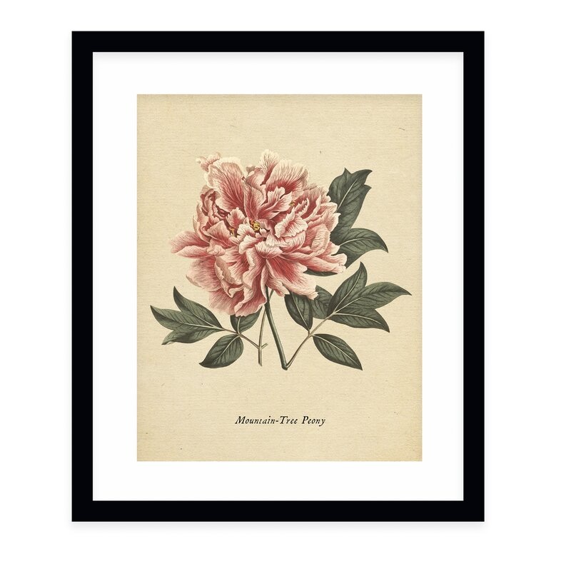 Botanical Vintage Eight by Terri Ellis With Frame 24”x36”