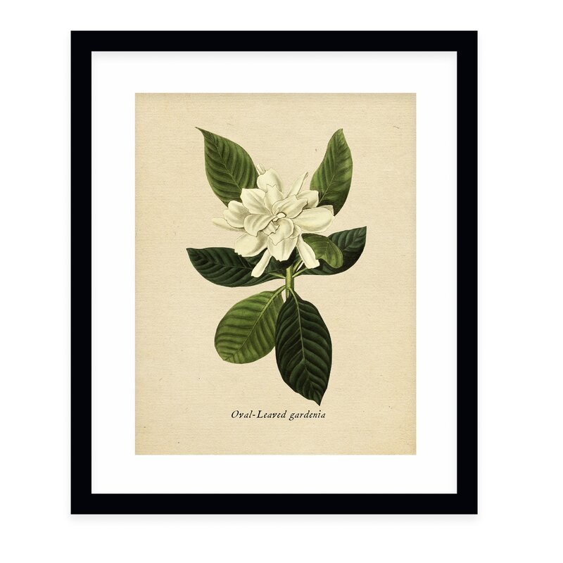 Botanical Vintage Nine Picture Frame Graphic Art Print With Frame -24”x36”