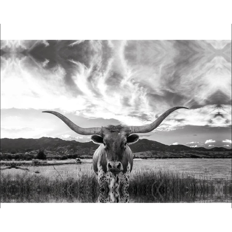 Black And White Longhorn Cow I Wrapped Canvas Photograph